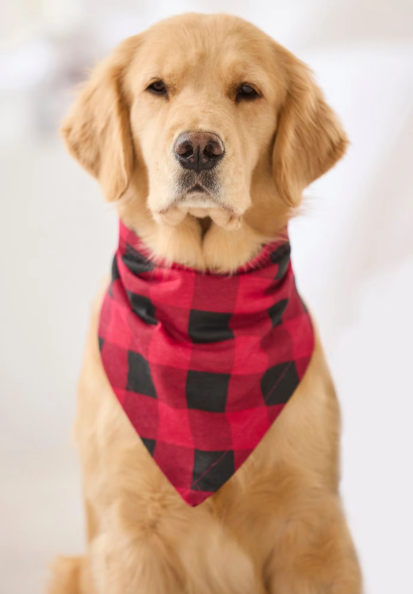 Pet Scarf